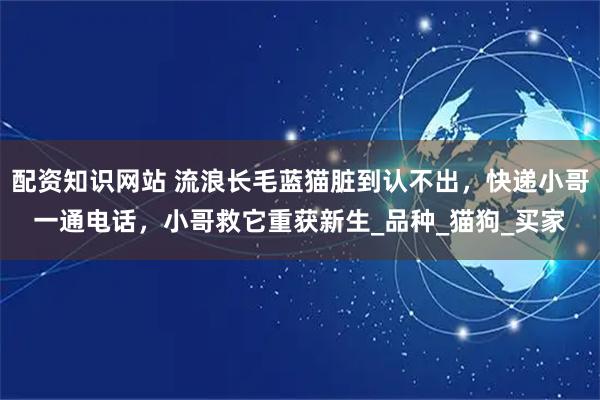 配资知识网站 流浪长毛蓝猫脏到认不出，快递小哥一通电话，小哥救它重获新生_品种_猫狗_买家